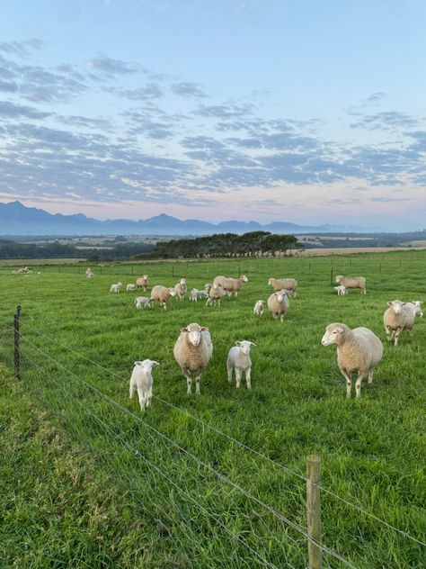 Sheep, farm, South Africa Sheep Aesthetic, Photography Ideas Nature, Nature Photography Ideas, Sheep Ranch, Ireland Aesthetic, Photography Mobile, Oil Painting Background, Nature Photography Tips, Farm Lifestyle