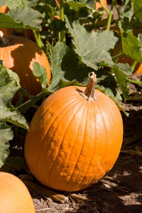 Grow Pumpkins From Seeds, How To Grow Pumpkins, Grow Pumpkins, Types Of Pumpkins, Squash Bugs, Cucumber Beetles, Sowing Seeds, Seed Starting Mix, Pumpkin Harvest