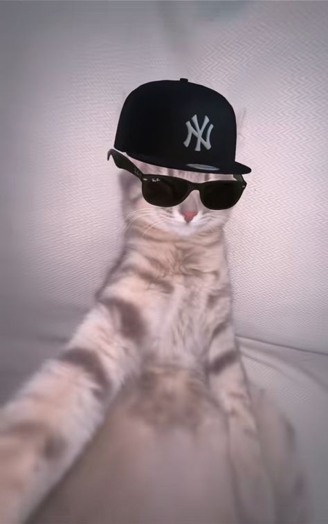 Gatos Cool, Fb Profile Photo, Haha Photos, Cat Profile, Fb Profile, Cat Pfp, Cats Photos, Cats Pictures, Silly Cats Pictures