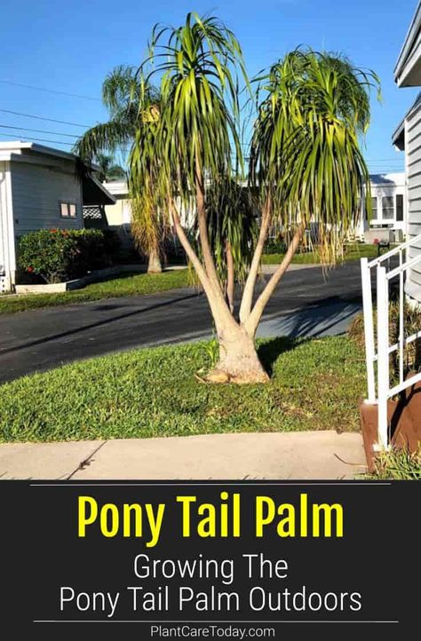 Ponytail Palm (Beaucarnea recurvata) is a distinctive, rugged plant and is not a palm. Pony Tails make an interesting garden addition as a specimen or container plant. [DETAILS] Ponytail Palm Outdoor, Ponytail Plant, Ponytail Palm Care, Ponytail Palm Tree, Beaucarnea Recurvata, Ponytail Palm, Florida Garden, Growing Trees, Container Planting