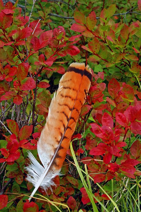 Red tailed hawk feather - photo by Randy Beacham. Hawk Feather Tattoo, Huckleberry Bush, Red Tail Hawk Feathers, Feather Identification, Hawk Feather, Mountains Montana, Hawk Feathers, Hawk Tattoo, Feather Drawing