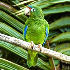 Endangered Puerto RIcan parrot and PR birds Puerto Rican Animals, Puerto Rican Parrot, Mountain Rain, Parrot Tattoo, Puerto Rico Island, El Yunque Rainforest, Beach Village, Puerto Rican Flag, Puerto Rican Culture