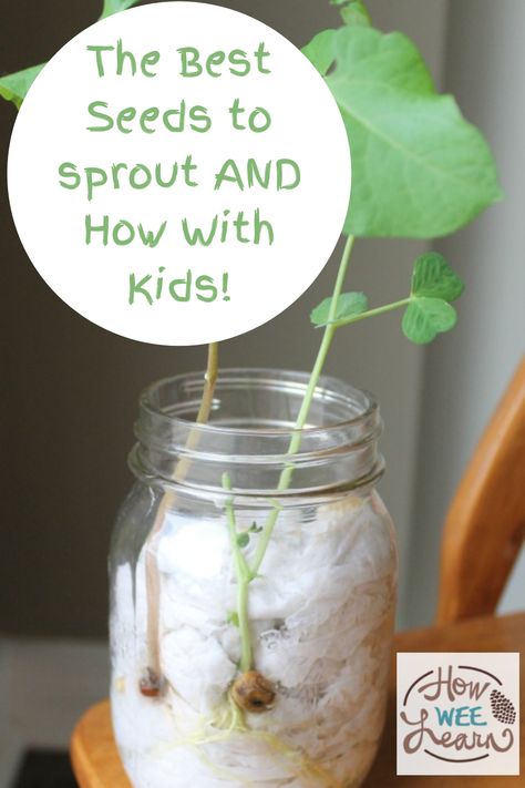 These are the best seeds to sprout with kids. This blog post also shares exactly how to sprout seeds, as well as compares different seeds so you know what you can expect from a pea seed, a bean seed and more. Find out which one has the fastest growth, which one is the easiest to grow, and which one has the coolest cell structure too. Seed Germination For Kids, Earth Day Crafts, Earth Day Activities, Spring Preschool, Cell Structure, Preschool Science, Science Experiment, Spring Activities, Kids Learning Activities