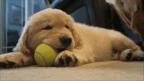 dog ball puppy adorable golden pup chew golden retriever parker cute puppy tennis ball parkerpup gill golden retriever puppy fluffy puppy gill gill baby gill New GIF on Giphy #Dog #Pet #PetRescue Cute Puppy Gif, Puppy Stimboard, Golden Retriever Puppy Swimming, Golden Retriever Wallpaper, Puppies Gif, Golden Retriever Gif, Golden Retriever Running, Brown Puppies, Puppy Snuggles