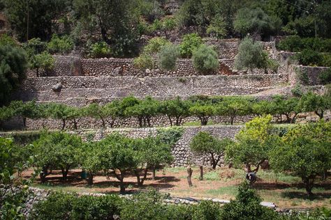 Tree Orchard, Castle Floor Plan, Spanish Olives, Conservation Of Natural Resources, Orange Tree, Natural Resources, Permaculture, Landscaping Ideas, Garden Inspiration