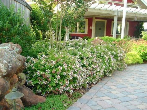 'Rose Creek' Abelia Landscaping Front Yard Scrubs, Abelia Kaleidoscope Landscaping Ideas, Southern Living Landscaping Front Yard, Southern Flower Beds, Summersweet Shrub, Rose Creek Abelia, Abelia Shrub, Glossy Abelia, Red Fountain Grass