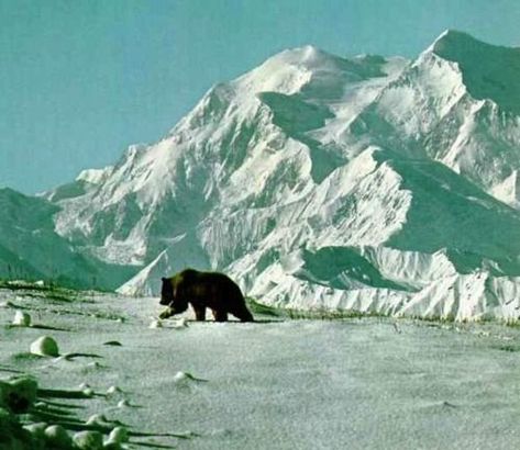 Bear Totem, Denali National Park, Mountain Range, Pretty Places, Brown Bear, Mother Earth, National Geographic, Pretty Pictures, The Great Outdoors