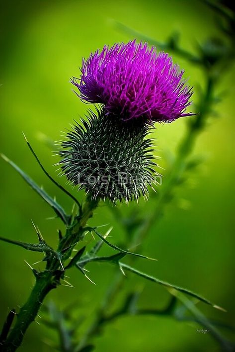 Thistle Tattoo, Thistles Art, Purple Thistle, Scotland History, Scotland Forever, Theme Tattoo, Thistle Flower, Scottish Thistle, Scottish Heritage