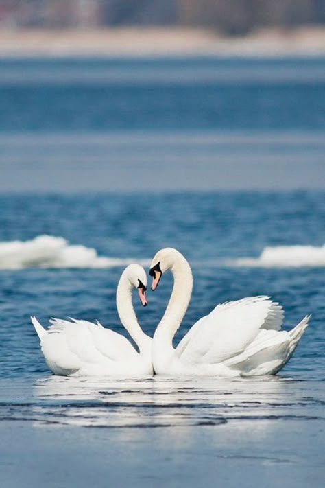 2 Swans Wallpaper, Ovanes Berberian, Swan Pictures, Beautiful Peonies, Swan Love, Swan Painting, Heart In Nature, Mute Swan, Swans Art