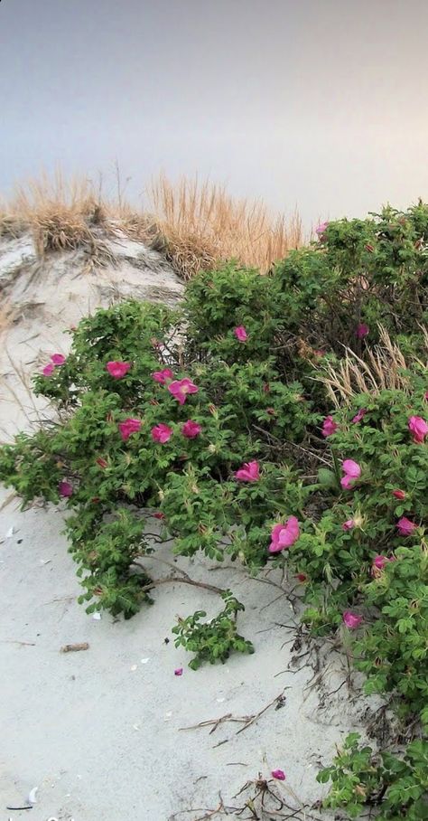 Rosa Rugosa, Pinterest Pictures, Lighthouse Painting, Flower Sleeve, Roses Print, Wooden Structure, Mineral Spirits, Sea Painting, Beach Gardens