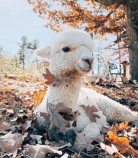 Llama, Alpaca, On Instagram, White, Instagram