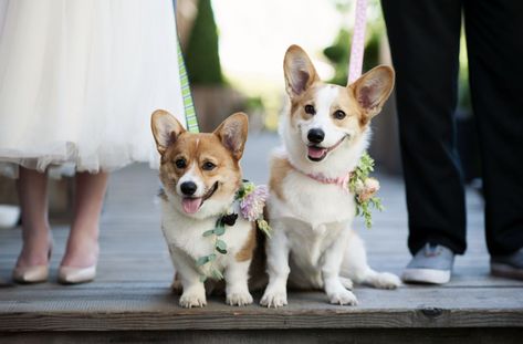 Corgi Wedding, Welcome To Wedding, Wedding Luncheon, Ring Bearer Flower Girl, Corgi Puppies, Corgi Mom, Portland Wedding, Peachy Keen, Future Wedding Plans