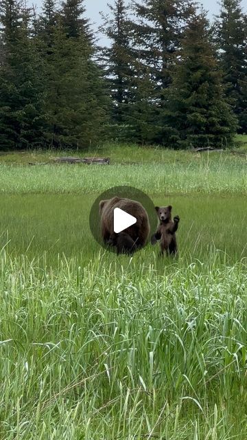 Alaska Photography, Momma Bear, Alaska Travel, Bear Cubs, Animal Stories, Grizzly Bear, Sweet Animals, Great Pictures, Baby Bear