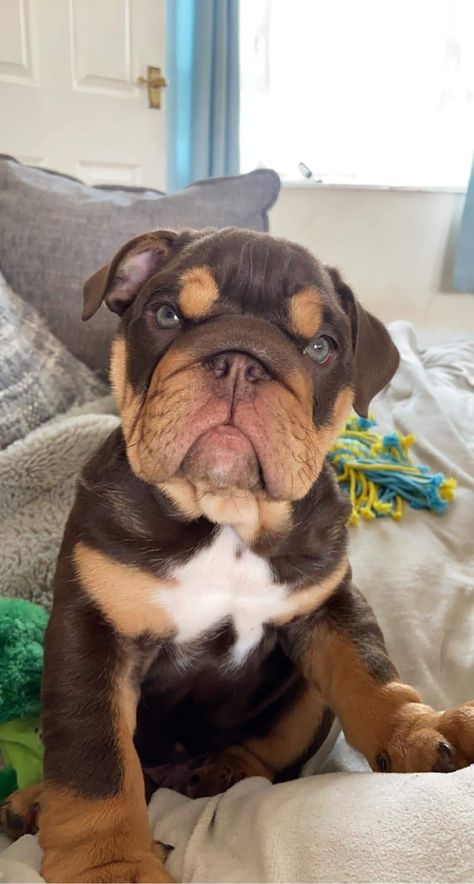 American Bully Dog, Cute Bulldog Puppies, Dog Bulldog, Very Cute Puppies, Really Cute Puppies, Bulldog Puppies For Sale, Cute Bulldogs, English Bulldog Puppies, Bully Dog