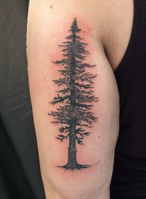 Red Wood Tattoo, Redwood Trees Tattoo, Cedar Tree Tattoo, Redwood Branch Tattoo, Red Wood Tree Tattoo, Redwood Tree Tattoo, Redwood Tree Tattoo California, Name Tattoos On Back, Pinecone Tattoo