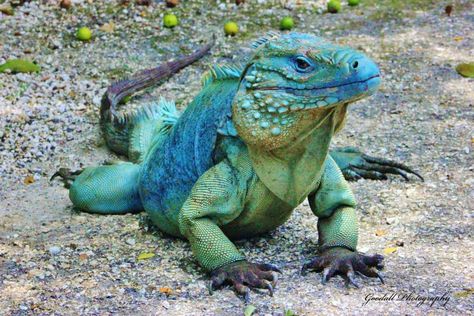 Cayman Island Blue Iguana Grand Cayman Island June 2013 Blue Iguana, Carnival Legend, Grand Cayman Island, Cute Lizard, Cayman Island, Island Blue, Komodo Dragon, Pix Art, Paws And Claws