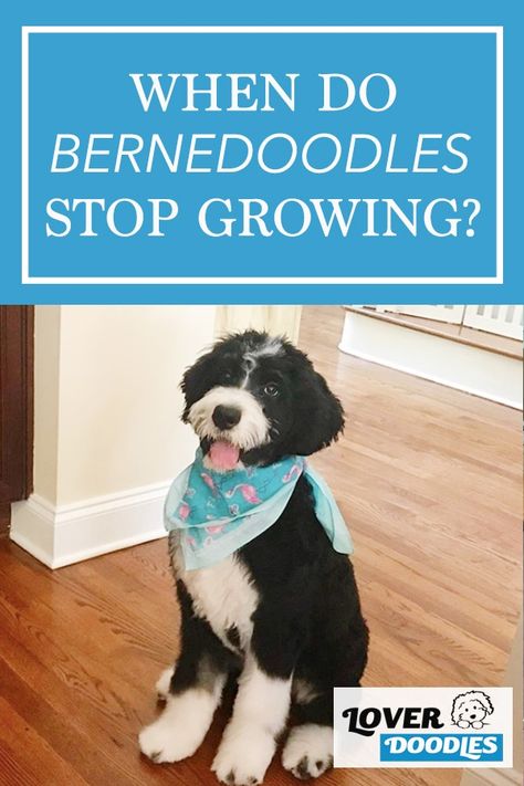 Mini Bernedoodle Haircut Styles, Bernadoodle Haircuts, Bernedoodle Grooming Styles, Bernie Doodle, Doodle Cuts, Bernadoodle Puppy, Friendly Photo, Mini Bernedoodle, The Haircut