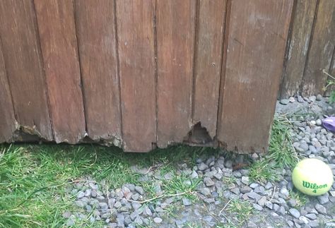 How to repair a shed door that is rotting at the base? - Home Improvement Stack Exchange Siding Repair, Shed Makeover, Shed Door, Old Barn Doors, Barn Siding, Wood Repair, Shed Doors, Wooden Sheds, Timber Door