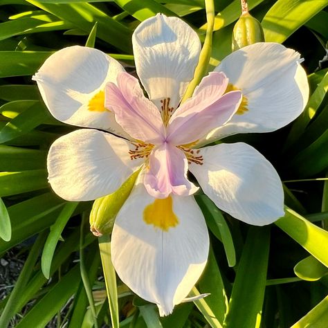 Our first African iris of spring heralds a season of rebirth and clarity, its pristine petals standing as a testament to purity and the wild, untamed beauty that emerges from the most unassuming places. The African iris, also known as Dietes, symbolizes fascination and perseverance. Originating from Africa, this robust flower withstands diverse conditions, much like it perseveres through the last chills of winter to bloom in spring. It’s often admired for its elegant beauty and is a favorite... African Iris, Wild Iris, Elegant Beauty, Ap Art, The Wild, Fascinator, Flowers, Beauty, Nature