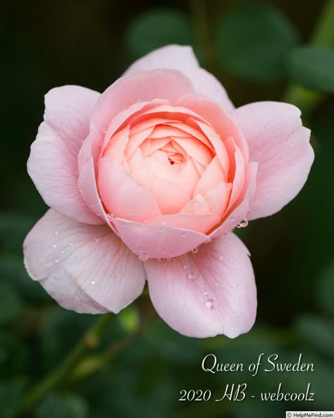 Rozen Maiden, David Austin Queen Of Sweden, Queen Of Sweden Rose, China Pink Flower, Rose Reference, Queen Of Sweden, Rose Queen, David Austin Roses, Rose Photos