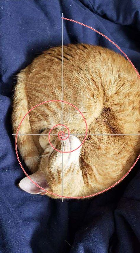 My cat sleeps in a perfect Fibonacci spiral Fibonacci Spiral, Art Cat, Cat Sleeping, My Cat, Hand Fan, Animals, Art