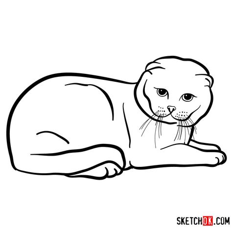 How to draw the Scottish Fold cat Scottish Fold Cat Drawing, Aesthetic Project, Draw Cats, Easy Drawing Guides, Scottish Fold Cat, Fold Cat, Chrysoprase Jewelry, Drawing Guides, Russian Blue Cat