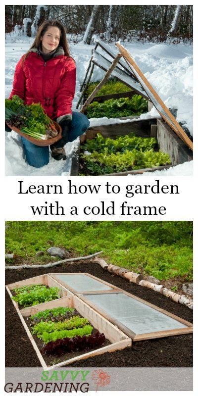 Learn how to garden with a cold frame for year-round harvests Underground Cold Frame Gardening, Coldframe Ideas, Diy Cold Frame Raised Beds, Cold Box Gardening, Cold Frame Diy How To Build, Cold Frames From Old Windows, Cold Frames, Diy Cold Frame, Wisconsin Garden