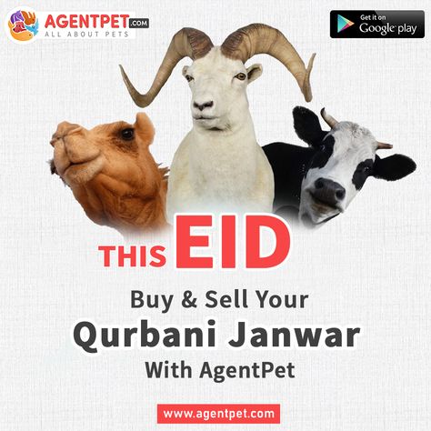 Your "Qurbani ka Janwar" is Just Single Tap Away. Stay Home, And Buy sacrificial animals online with Agentpet.   #AGENTPET #PETFOOD #PETSTORE #DOGFOOD #PETBUYANDSELL #CATFOOD #PETACCESSORIES #AGENTPETPAKISTAN Qurbani Ka Janwar, Stay Home, Pet Store, Cat Food, Pet Accessories, Dog Food Recipes, Food Animals, Mockup, Tap