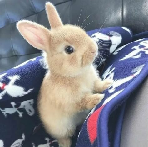 Pet Bunny Rabbits, Cute Bunny Pictures, Cute Small Animals, Cute Animals Puppies, Pet Bunny, Bunny Pictures, Cute Bunnies, Adorable Bunny