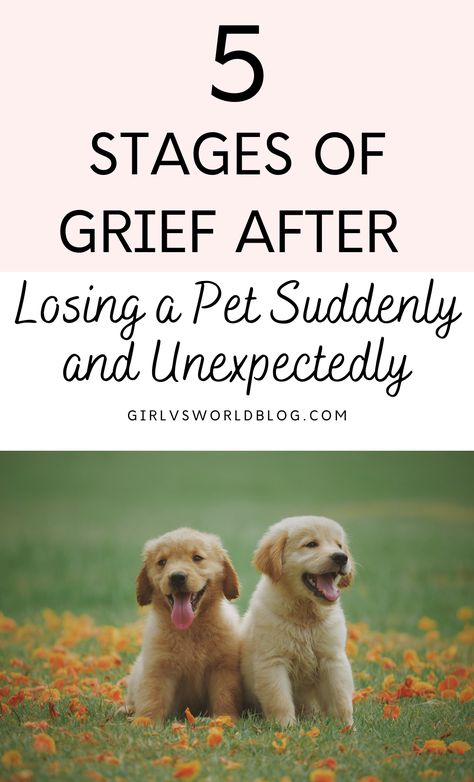 Losing a Pet Suddenly and Unexpectedly During Lockdown / Quarantine: 5 Stages of Grief For a Dog Getting A New Dog After Losing One, How To Deal With Pet Loss, How To Cope With Loss Of Dog, Coping With Pet Loss Dogs, How To Grieve A Pet, Lost Of A Pet Dogs, When Your Pet Dies, Losing Dog Quotes, Pet Heaven