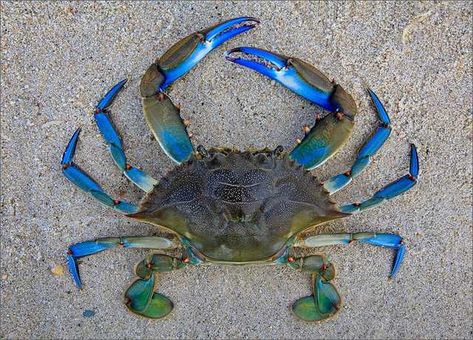 My friend's cousin's dentist caught this blue crab. The odds are 1 in 1. Not nearly as impressive as a blue crawfish or lobster, but I wanted to share this creature. - Imgur Creature Marine, Crab Art, Blue Photography, Beautiful Sea Creatures, Blue Crab, Aquatic Animals, Pet Rocks, Crustaceans, Ocean Creatures