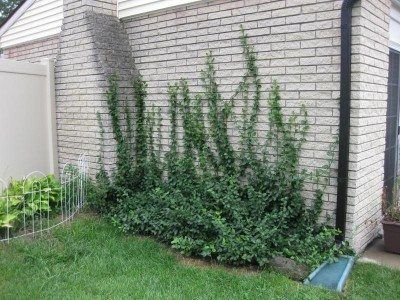 Wintercreeper Vines: Learn About The Care Of Wintercreeper Plants Winter Creeper, Evergreen Climbing Plants, Landscaping On A Hill, Evergreen Vines, Garden On A Hill, Garden Vines, Sloped Garden, Easy Landscaping, Garden Shrubs