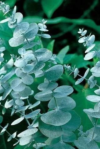 Eucalyptus Seeds 'Silver Drop' Eucalyptus Cinerea, Silver Dollar Plant, Dollar Eucalyptus, Fresh Eucalyptus, Silver Dollar Eucalyptus, Eucalyptus Tree, Seeded Eucalyptus, Perennial Shrubs, Tree Seeds