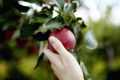 A hand reaching up into the boughs of a fruit tree, picking a red ripe apple. - Mint Images - Jonathan Kozowyk/Mint Images RF/Getty Images Applecore Aesthetic, Fall Festivals In Ohio, Hands Reference, Apple Mint, Berry Plants, Fun Fall Activities, Eating Organic, Fruit Tree, Beautiful Memories