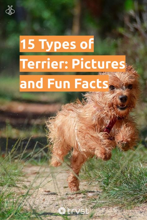 "15 Types of Terrier: Pictures and Fun Facts"- Terriers are a special dog breed known for their lively and determined nature. Bred for hunting, they're smart, loyal, and often enjoy digging. They are also great family dogs. This list of 15 types of terrier will provide information on... #trvst #facts #biodiversity #nature #family #explore #earth #biology #natureseekers #gogreen #planet #natural #eco Types Of Dogs Breeds List, Types Of Terriers Dog Breeds, Irish Wheaten Terrier, Working Terrier, Nature Family, Irish Glen Of Imaal Terrier, Miss My Dog, Kerry Blue Terrier, Norfolk Terrier