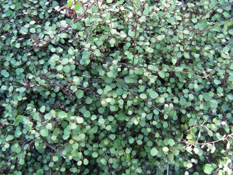 Creeping wire vine is an uncommon garden plant that can grow equally well as a houseplant, in an outdoor container, or as a mat-forming ground cover. If you?re wondering how to grow Muehlenbeckia, this article will tell you what you need to know. Wire Vine, Closed Terrarium Plants, Balcony Inspiration, Vine Plants, Evergreen Vines, Wooded Landscaping, Clematis Vine, Garden Vines, Farmhouse Landscaping