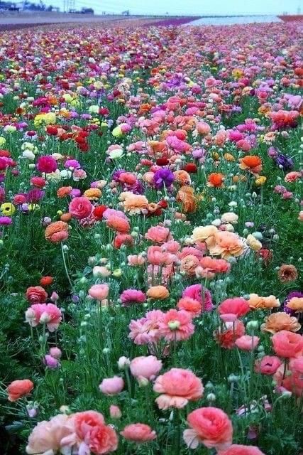 Happy Easter – Dottie Lake, Author Ranunculus, In The Middle, Colorful Flowers, The Middle, Flowers