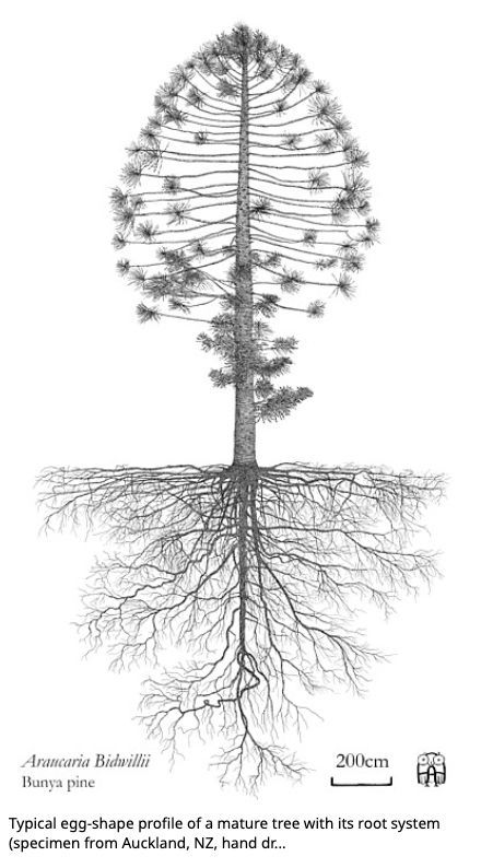 Root System, Tree Drawing, Dandelion, How To Draw Hands, Trees, Ceiling Lights, Architecture, Drawings, Plants