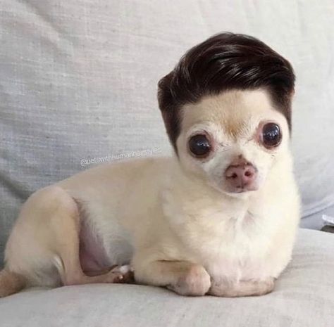 Dog Affirmations, Dogs With Wigs, Funny Chihuahua Pictures, Dog With Wig, Dogs With Big Eyes, Cool Dogs, Dogs Big, Preppy Dog, Cup Dispenser