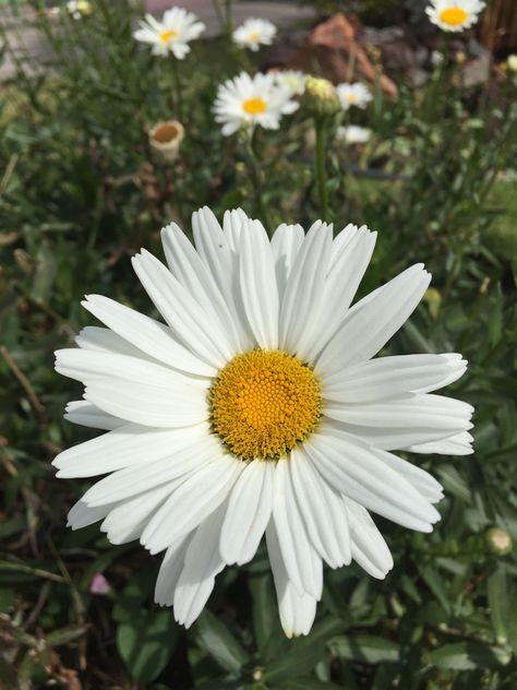 Flor margarita Flower Garden Pictures, Dream Yard, Flower Garden Design, Beautiful Flowers Garden, He Loves Me, Flower Show, Dream Garden, Flower Power, Flower Garden