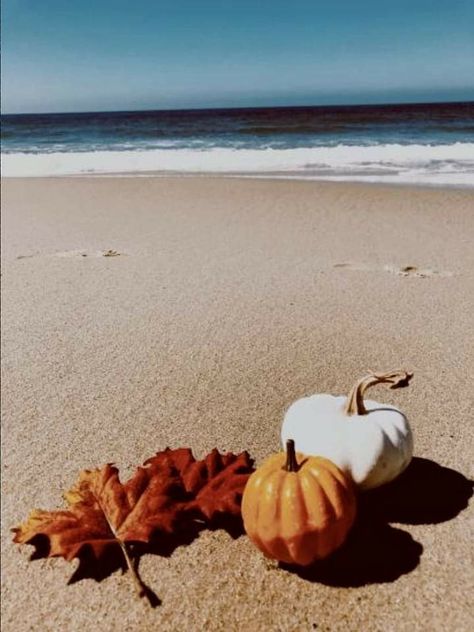 Fall Beach, Morning Sunrise, Beach Portraits, Sarasota Florida, Fall Pictures, Autumn Aesthetic, Laguna Beach, Endless Summer, Fall Harvest