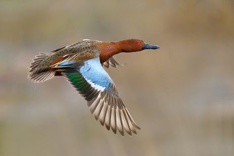 Waterfowl Taxidermy, Types Of Ducks, Waterfowl Art, Hunting Photography, Teal Duck, Birds Beautiful, Duck Pictures, Duck Season, California Trip