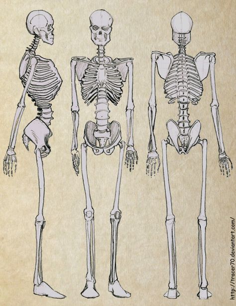 Skeleton side, front, back Skeleton Front And Back, Side Skeleton, Skeleton From Behind, Skeleton Art Reference, Skeleton From The Back, Back Of Skeleton, Skeleton Side View, Skeleton Side Profile, Skeleton Laying Down