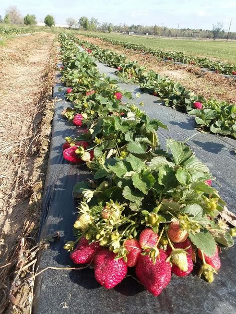 Strawberry Orchard, Allotment Inspiration, Orchard Garden, Texas Farm, East Texas, Carthage, Family Farm, Art Class, Strawberries