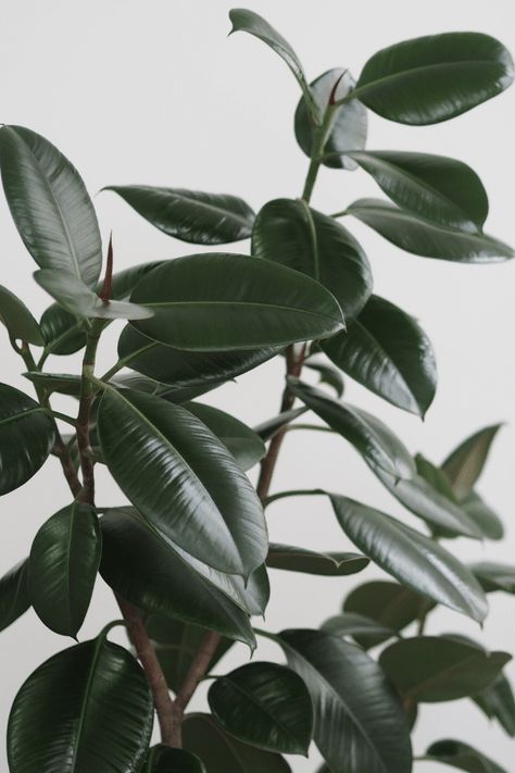 Rubber Plant Care 101: Everything to Know About the Rubber Tree Rubber Plant Care, Plant Leaves Turning Brown, Plant Leaves Turning Yellow, Rubber Tree Plant, Hard Water Spots, Indoor Planting, Plant Problems, Rubber Plant, Inside Plants