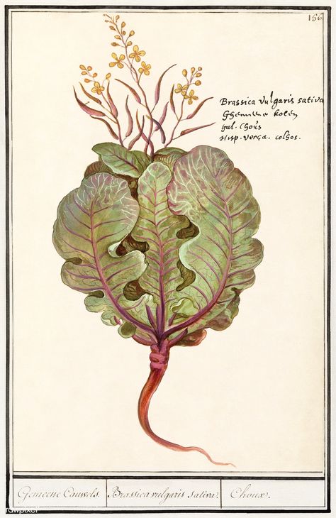 Cabbage, Brassica oleracea (1596–1610) by Anselmus Boëtius de Boodt. Original from the Rijksmuseum. Digitally enhanced by rawpixel. | free image by rawpixel.com Cabbage Illustration, History Drawings, Brassica Oleracea, Global Food, Bunny Wallpaper, Antique Illustration, Botanical Illustrations, Vintage Farm, Food Illustration