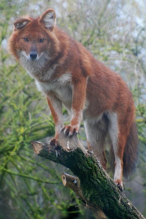 this dhole Wild Dog, African Wild Dog, Animal Reference, Animals Amazing, Animal References, Interesting Animals, Unusual Animals, Rare Animals, Pretty Animals