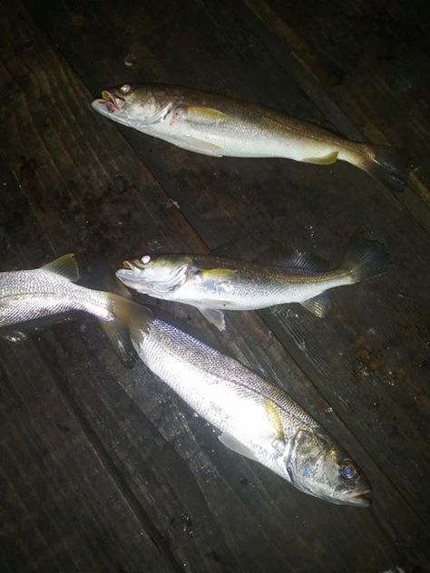 Sand Trout all night! #fishing #61stpier #pier #pierlife #galveston #TX #Texas #dock #gulfofmexico #fish Fishing Store, Fishing Pier, Galveston Tx, Bait And Tackle, Texas City, Night Fishing, Boat Party, Pier Fishing, Historical Place