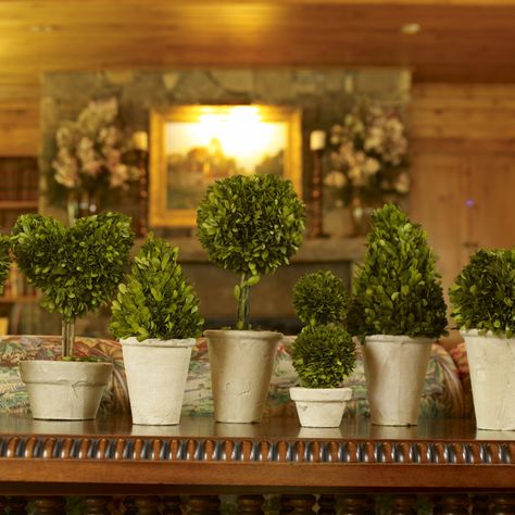 Have to have it. Preserved Boxwood Topiaries Assortment of Eight $299.99 Preserved Boxwood Topiary, Boxwood Tree, Napa Home, Preserved Boxwood, Boxwood Topiary, Artificial Boxwood, Potted Trees, Planter Pots Indoor, Fake Plants