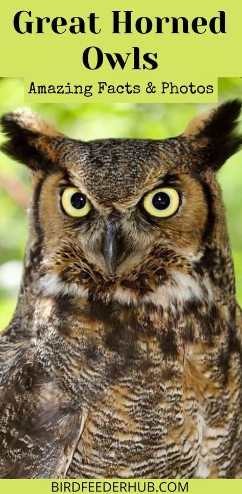 20 Amazing and Fun facts about the beautiful and mysterious great horned owl. Come and see pictures and learn about this beautiful bird.   #owls #greathornedowl #owlfacts Bird Enrichment, Great Horned Owl Art, The Great Horned Owl, Class Pets, Great Horned Owl Wings, Owl Habitat, Great Horned Owl Aesthetic, Owl Ears, Nest Images